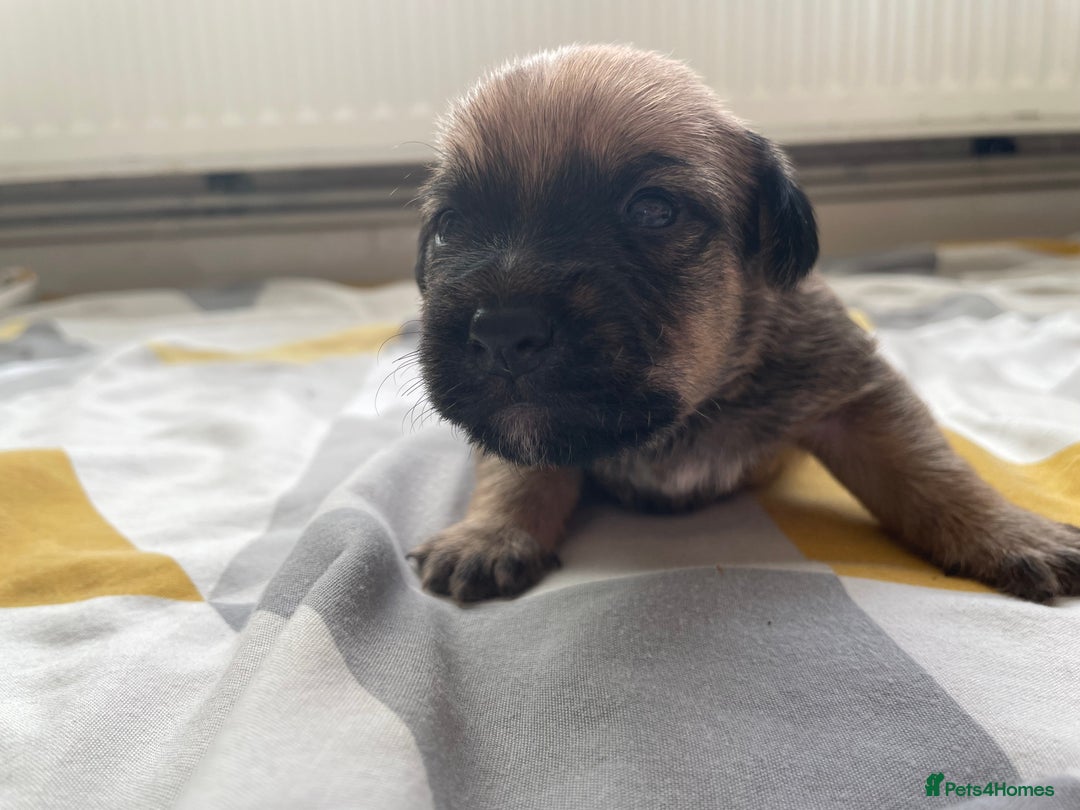 Mixed Breed dogs for sale: 4 Stunning Boy Jackapoos - Image 2