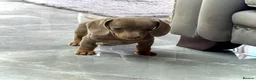 Miniature Dachshund dogs for sale: Outstanding Litter of Miniature dachshund puppies  - Advert 8