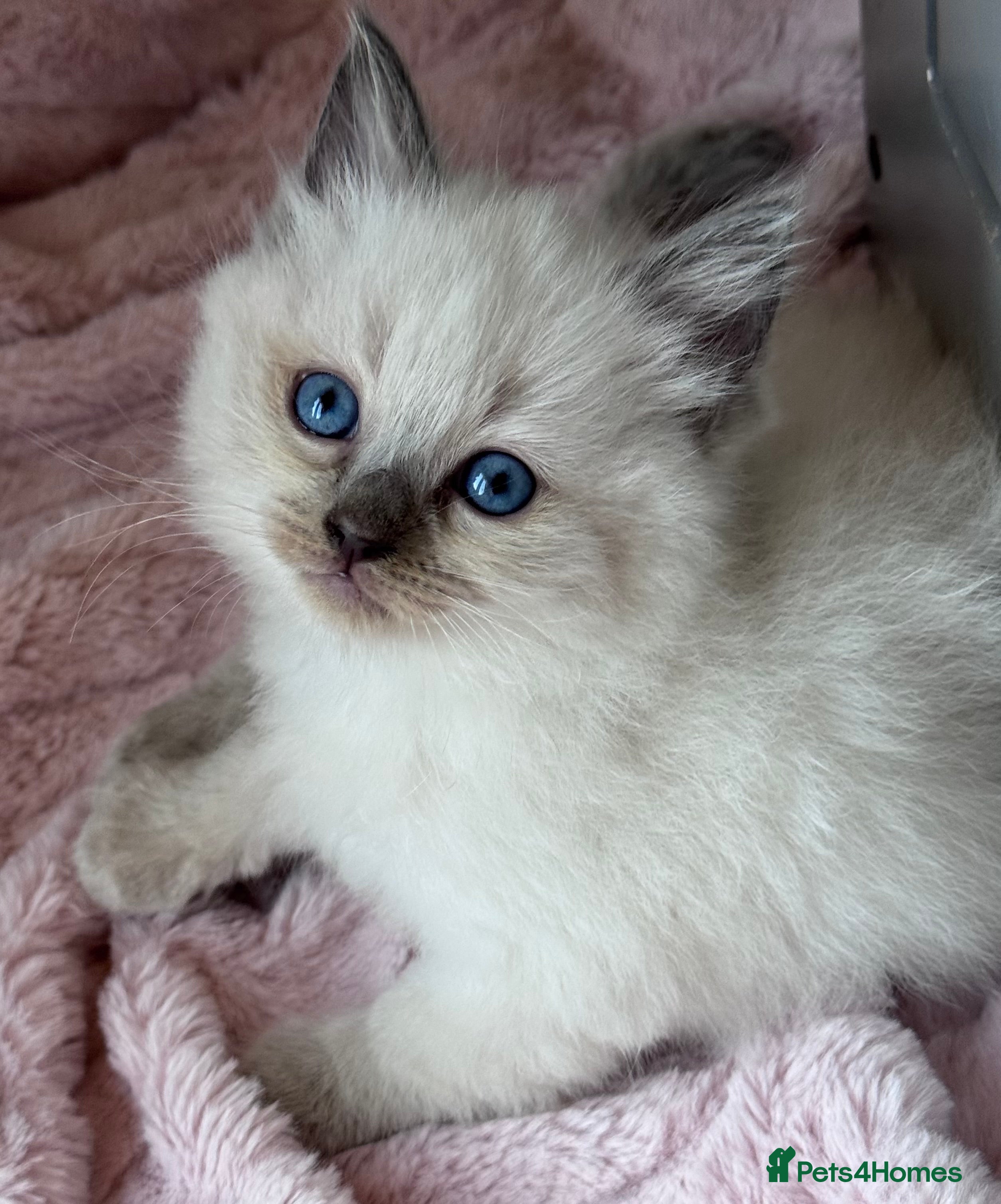 Ragdoll cats Blue point ragdoll kitten’s GCCF registered  - Advert 3
