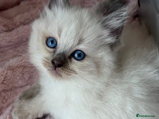 Ragdoll cats Blue point ragdoll kitten’s GCCF registered - Advert 2
