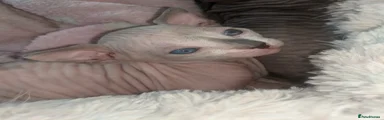 Sphynx Kitten 3