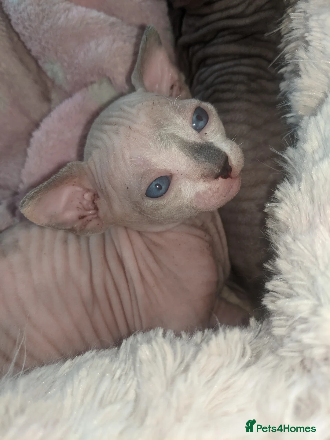Sphynx cats for sale: Last White cream girl available sky blue eyes  - Advert 8