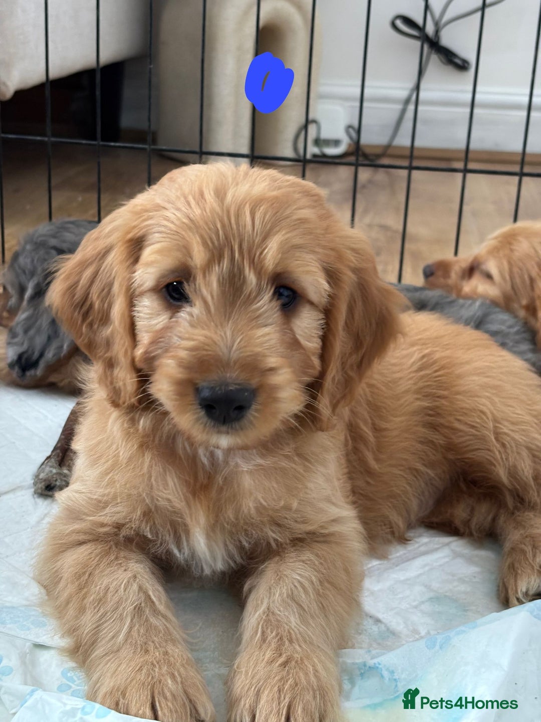 Cockapoo dogs for sale: *READY NOW  *Cockapoo puppies *7 SOLD*  - Image 13