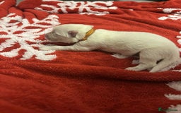 Samoyed dogs for sale: KC reg. Samoyed puppies with champ bloodline  - Advert 33