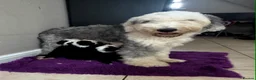 Old English Sheepdog dogs for sale: Old english sheepdog x bernese mountain dog - Advert 7