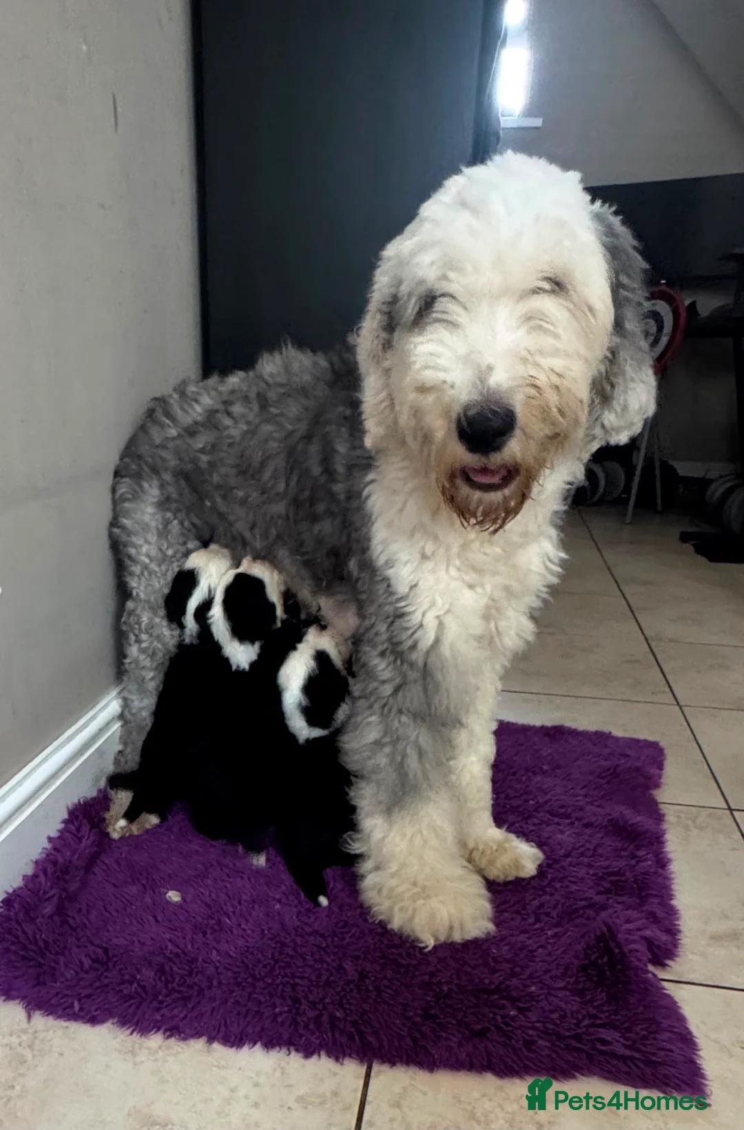 Old English Sheepdog dogs for sale: Old english sheepdog x bernese mountain dog - Advert 7