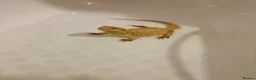Bearded Dragon reptiles for sale: Male citrus red leather back with maxi viv - Advert 9
