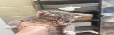 Domestic Shorthair 5