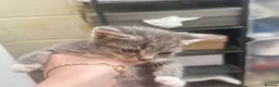 Domestic Shorthair cats for sale: Kittens for sale  - Advert 3
