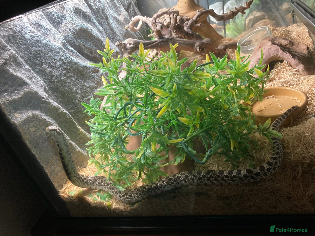 Snake reptiles for sale: Lovely Western Hognose Male - Advert 6