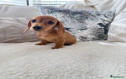 Miniature Dachshund dogs for sale: Miniature red dachshunds - Image 7