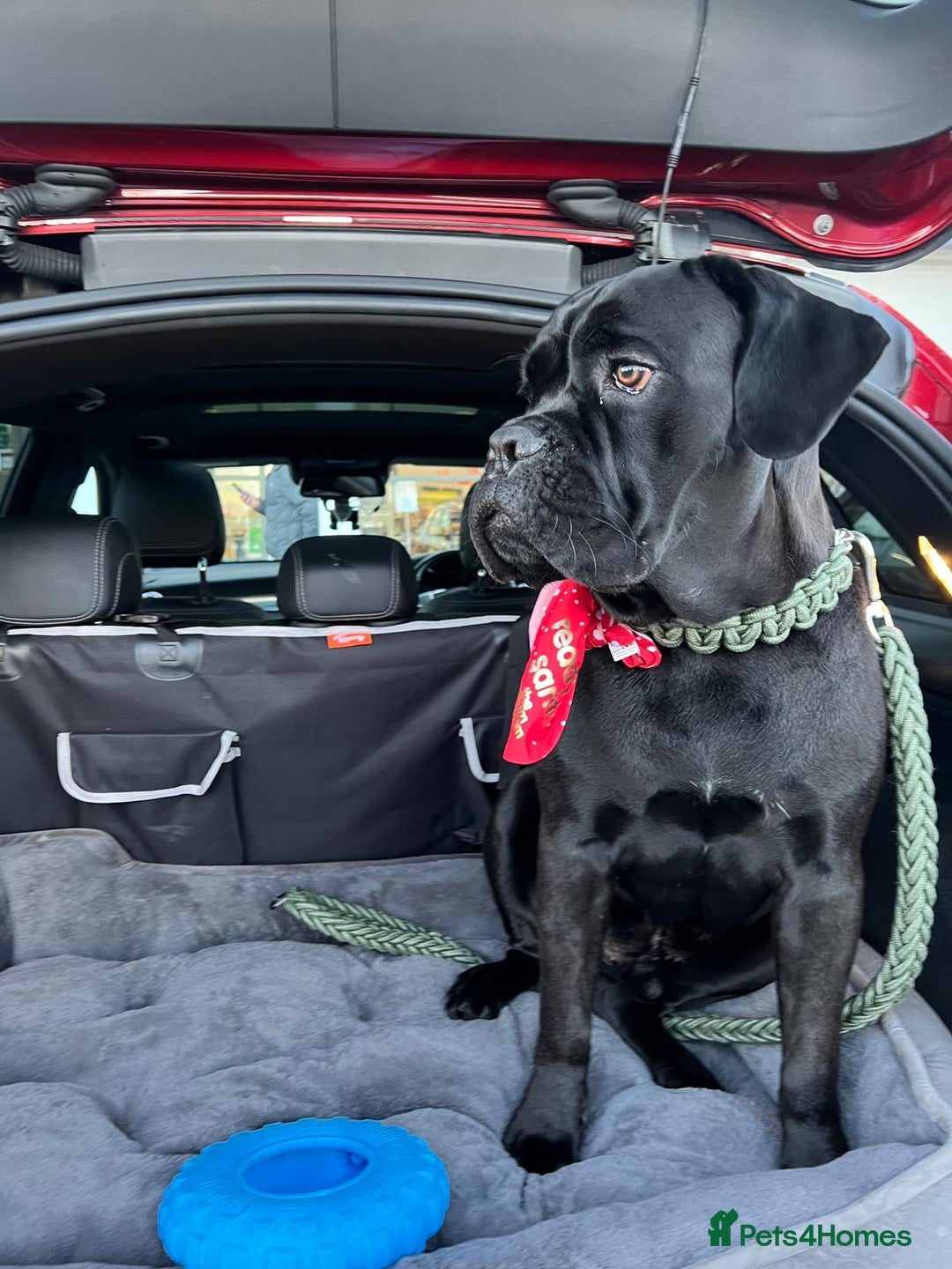 Cane Corso dogs for stud: Cane corso Rico Thor ready to stud in Bedford - Image 8