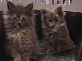 Maine Coon cats RUSSIAN LINE KITTENS - Advert 2