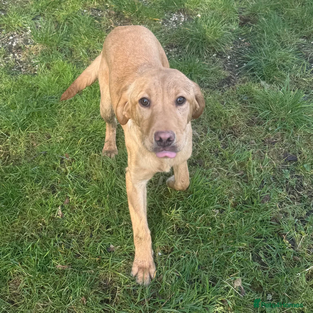 Labrador Retriever dogs for sale: 🧡 Older Yellow & Red RKC Labrador Boys 💛 - Advert 19