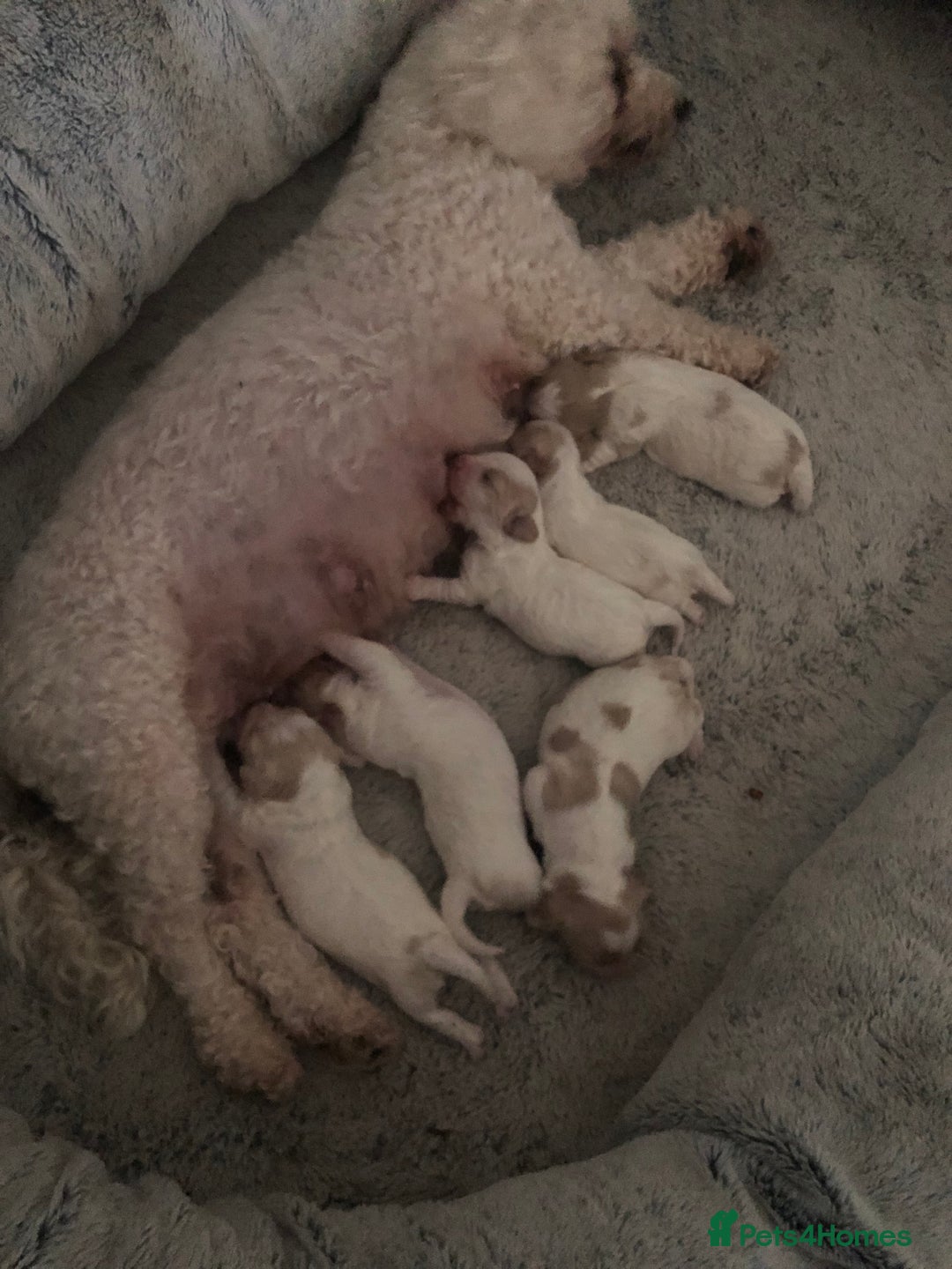 Cavapoochon dogs for sale: ⭐️1 CAVAPOOCHON in Cheshire (KC DAD) ready now✅ - Image 14