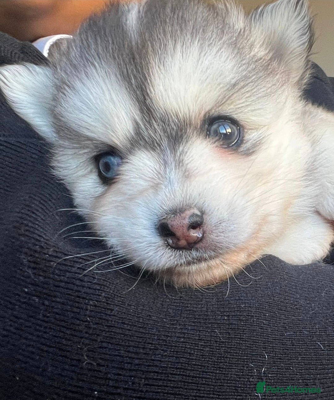 Pomsky dogs Blue eyed F4 Pomskys. One boy one girl. - Advert 2