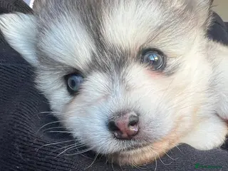 Pomsky dogs Blue eyed F4 Pomskys. One boy one girl. - Advert 15