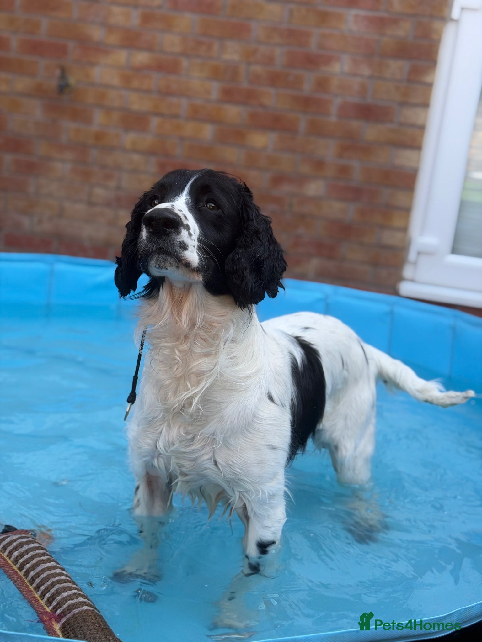 Sprocker dogs 2 year old male sprocker  - Advert 3