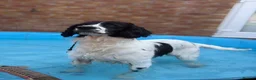 Sprocker dogs for sale: 2 year old male sprocker  - Advert 1