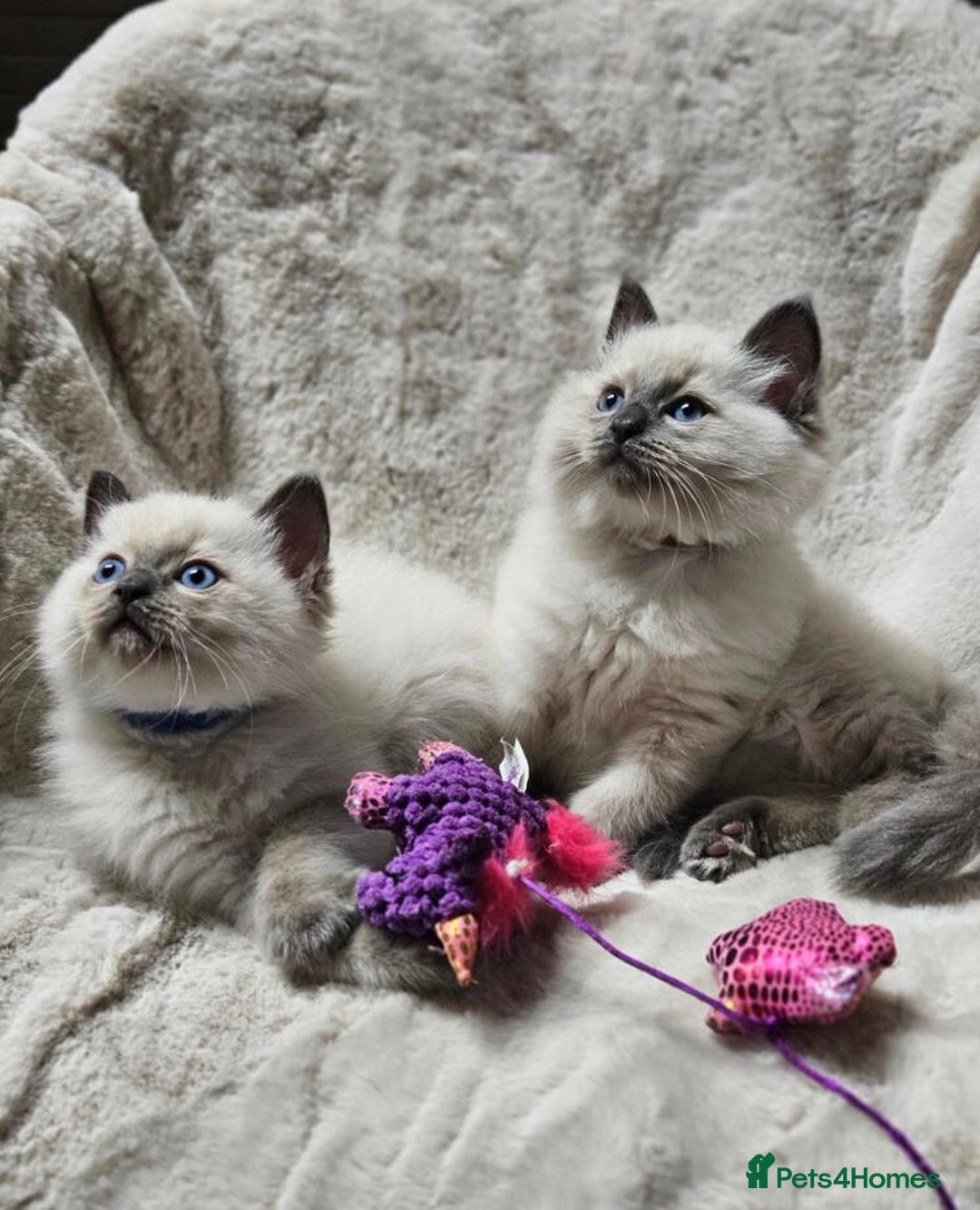 Ragdoll cats for sale: Beautiful Ragdoll Kittens  - Advert 7