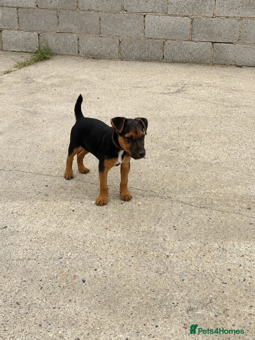Lakeland Terrier dogs for sale: Beautiful Lakeland terrier boy in Crowborough - Advert 2