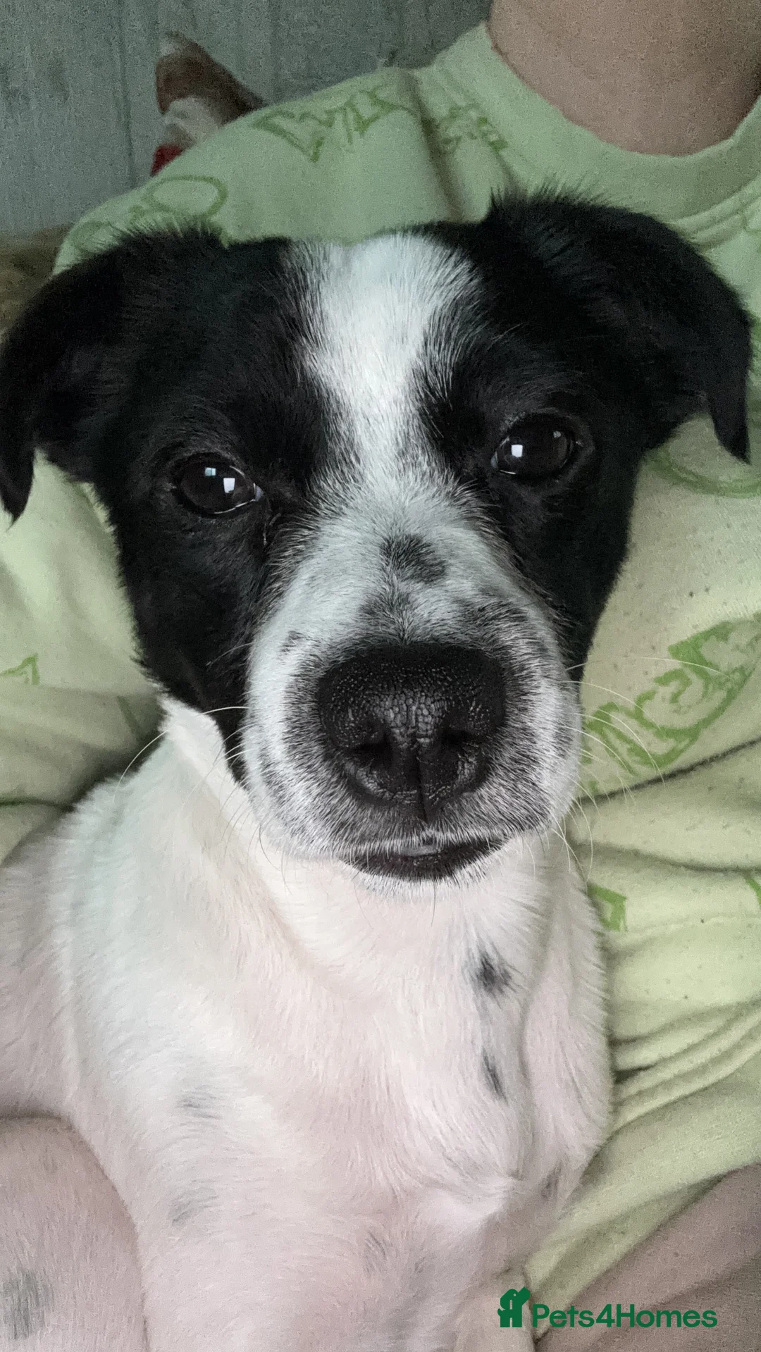 Mixed Breed dogs for sale: 1 year old male Jack Russel x Shih Tzu  - Advert 9