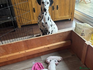 Dalmatian dogs - Advert 23