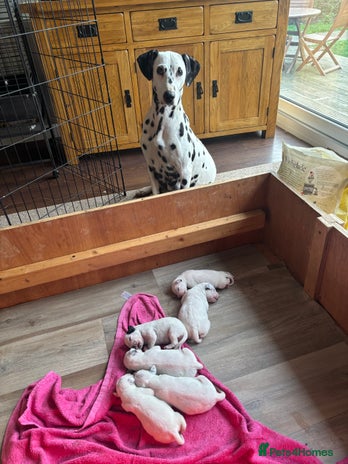 Dalmatian dogs - Advert 2