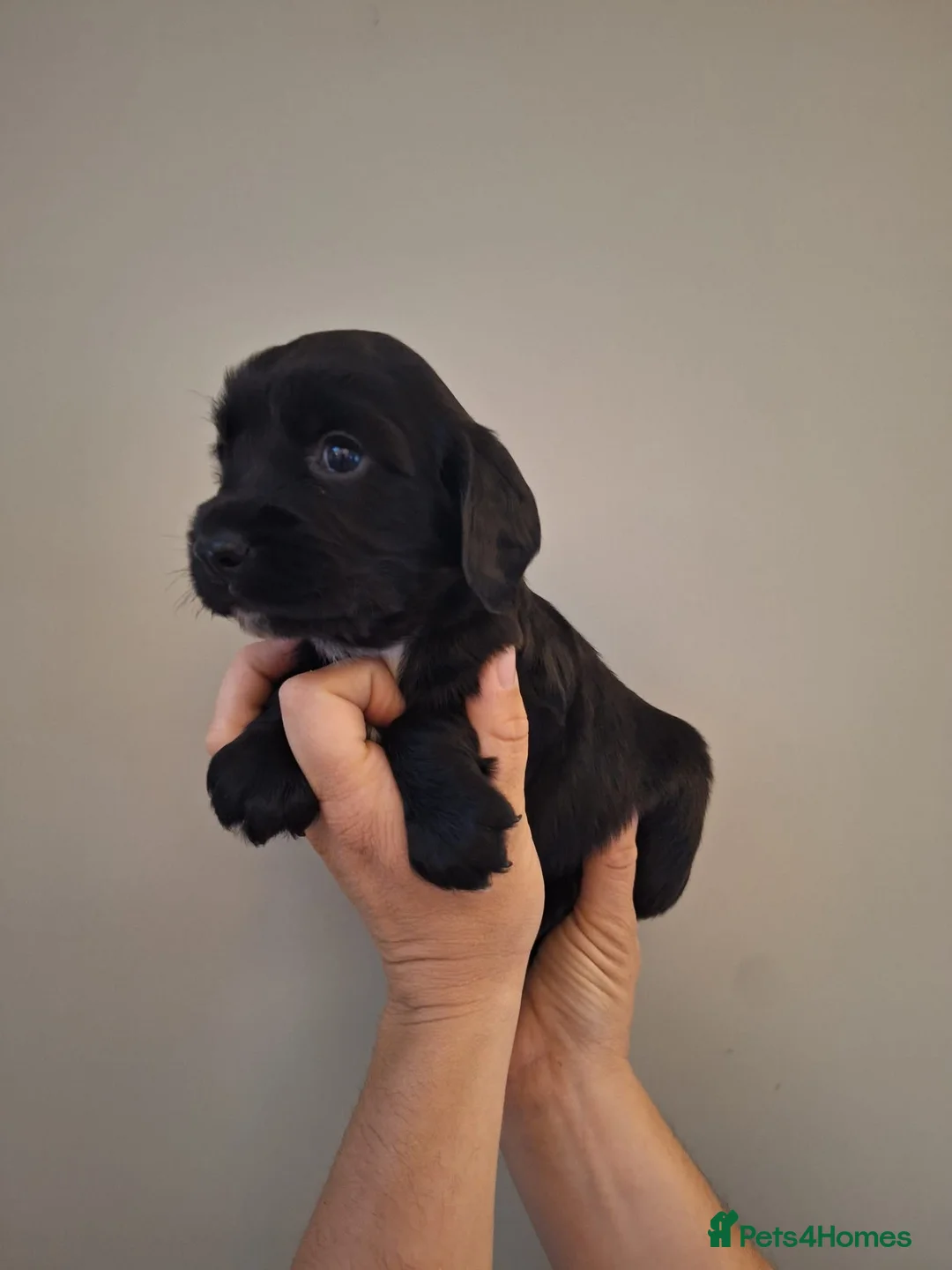 Sprocker dogs for sale: (6 left) sprocker puppies 🐶  5⭐️ breeder - Advert 14