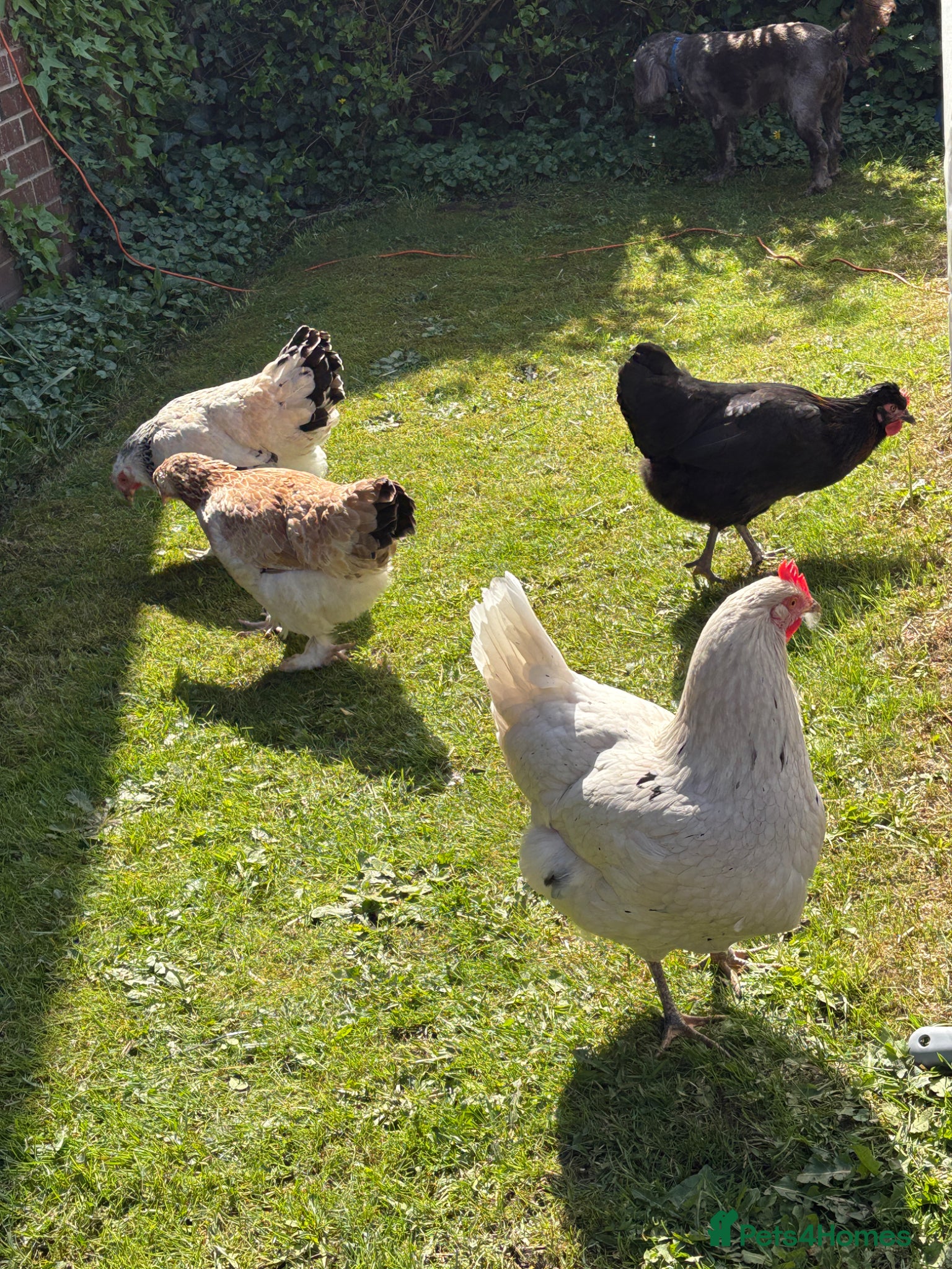Chickens poultry 6x hatching eggs  - Advert 13