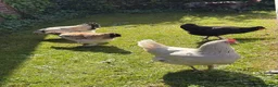 Chickens poultry for sale: 6x hatching eggs  - Advert 1