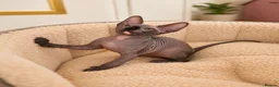 Sphynx cats for sale: Blue eyes Sphynx kitten TICA & GCCF show cats  - Advert 29