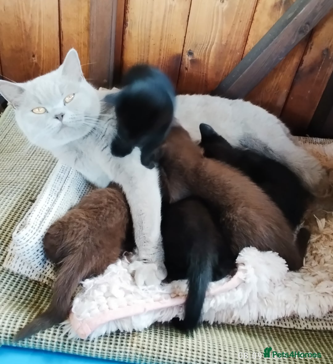 British Shorthair cats for sale: Rare Chocolate & Black Kittens – Ready Now 🐾 - Image 12