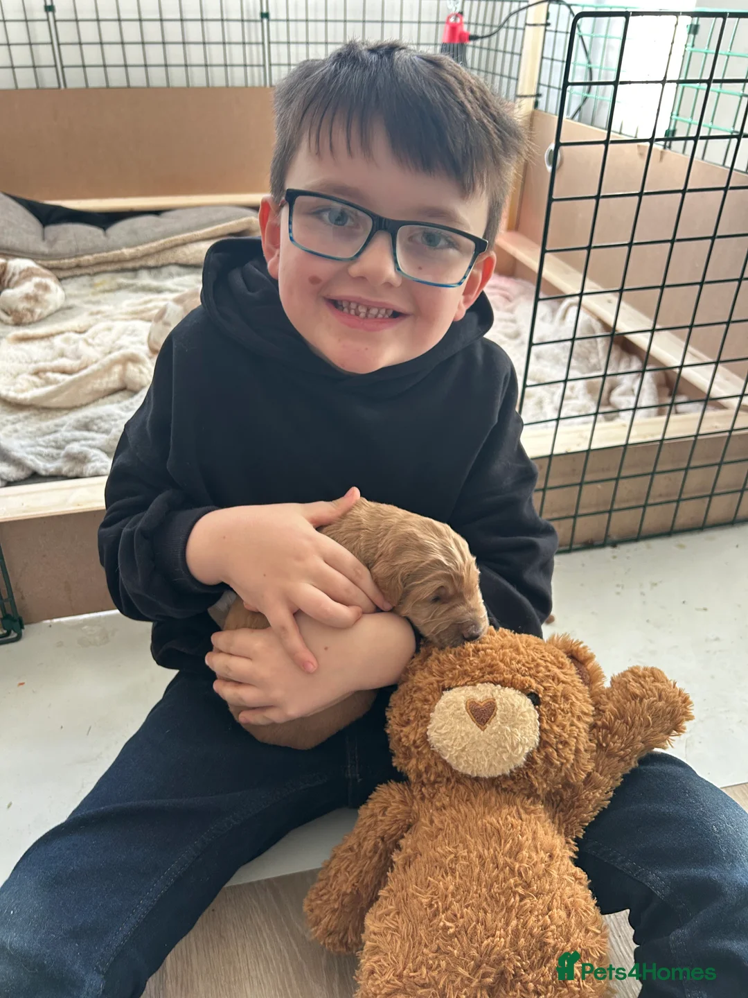 Australian Labradoodle dogs for sale: Beautiful, spoilt Austrian labradoodle puppies  - Advert 13