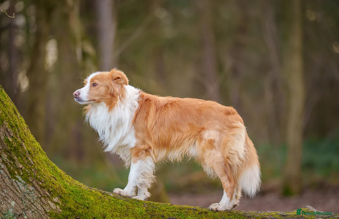 Border Collie dogs for stud: KC REG FULLY HEALTH TESTED EE RED/GOLD STUD  in Doncaster - Advert 16