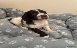 Cocker Spaniel dogs for sale: Cocker spaniel puppies - Image 1