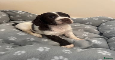 Cocker Spaniel dogs - Advert 4