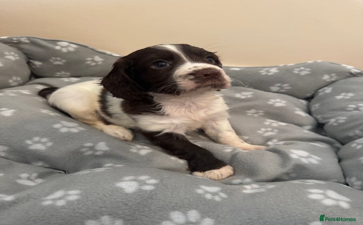 Cocker Spaniel dogs - Advert 3