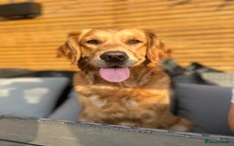 Golden Retriever dogs for sale: Waiting list closed in Nottingham - Image 1