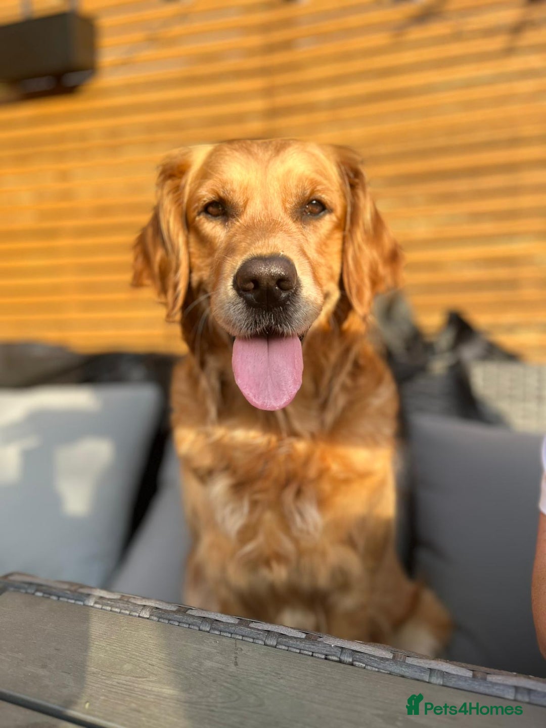 Golden Retriever dogs for sale: Waiting list closed in Nottingham - Image 1