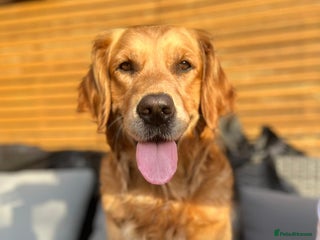 Golden Retriever dogs in Nottingham - Advert 24