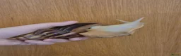 Snails invertebrates for sale: jade & normal Giant African Land Snail babies in Newbury - Advert 3