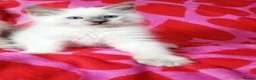 Ragdoll cats for sale: Ragdoll x British shorthair kittens - Advert 7
