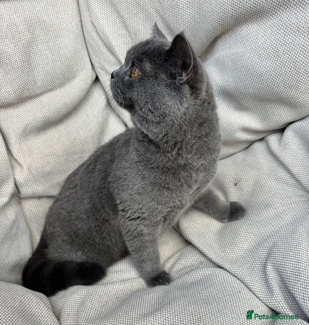 British Shorthair cats for sale: British shorthair female🏆 in Norwich - Image 9