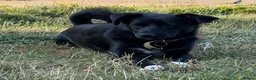 Mixed Breed dogs for adoption: Bonya – Female Border Collie type - Advert 7