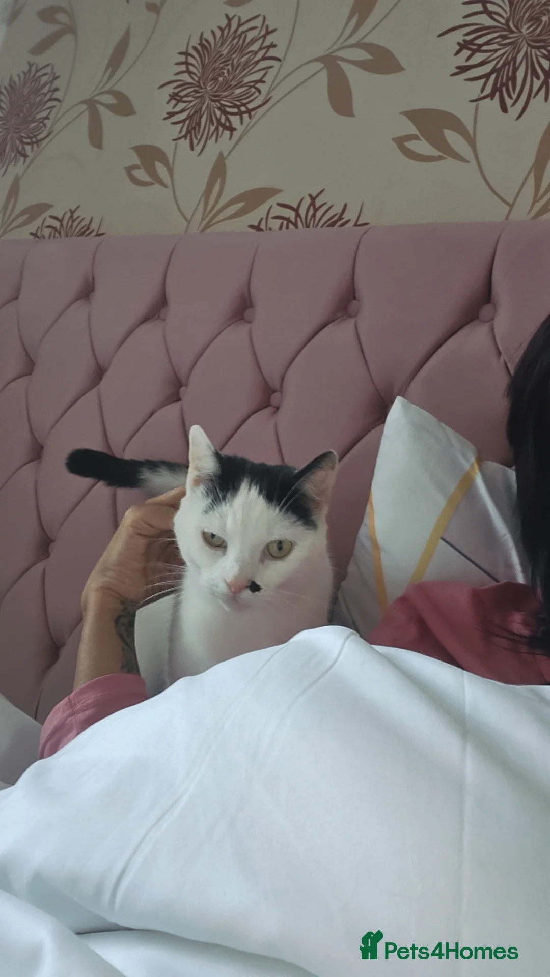 Mixed Breed cats for sale: 3 female cats  in Bilston - Advert 2