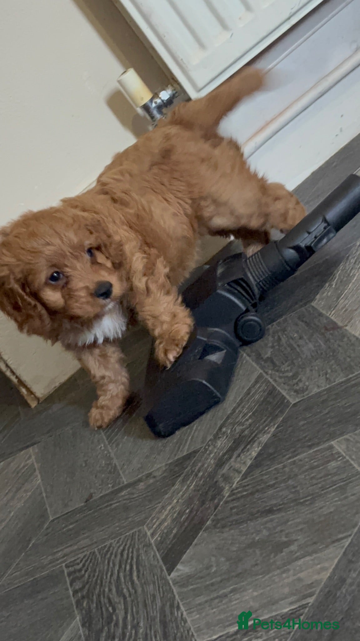 Cockapoo dogs Cockerpoo little girl looking for herforever home  - Advert 7