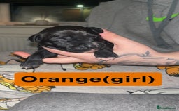 Mixed Breed dogs for sale: Dalmatian/Labrador cross staffy  - Image 11