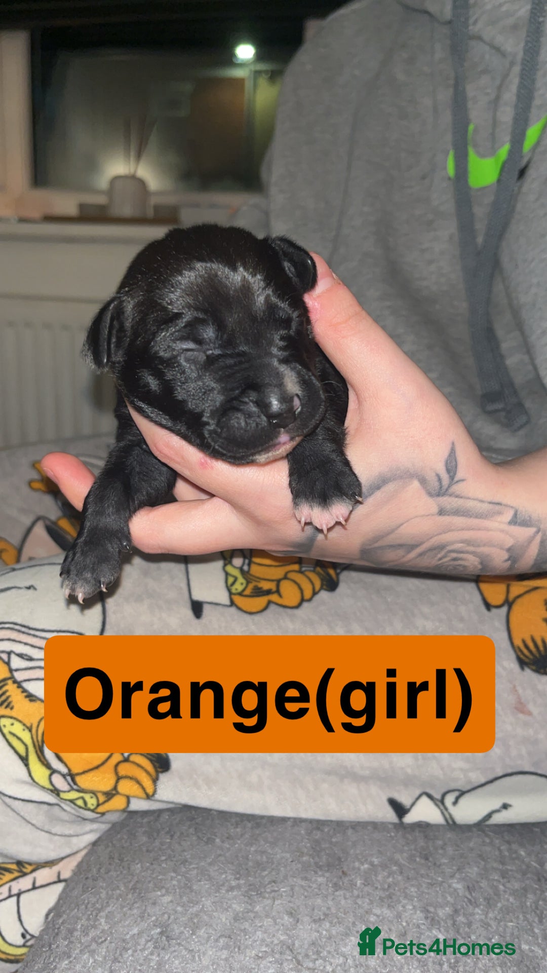 Mixed Breed dogs for sale: Dalmatian/Labrador cross staffy  - Image 11