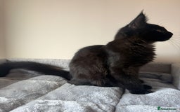 Maine Coon cats for sale: Very good price - Image 9
